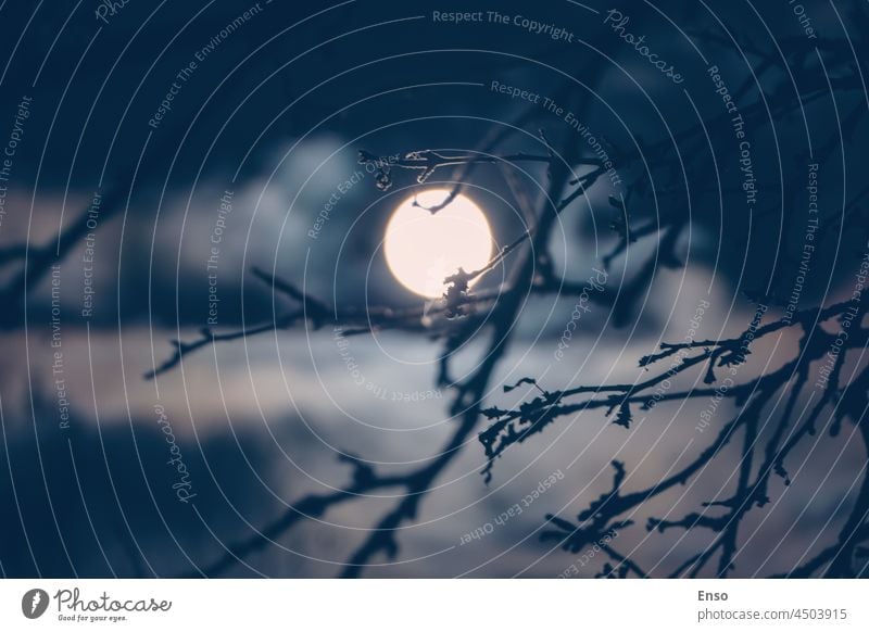 Full Moon behind tree branches at night - nebulous midnight cloudscape moon sky moon night silhouette blue dark light background landscape black glowing