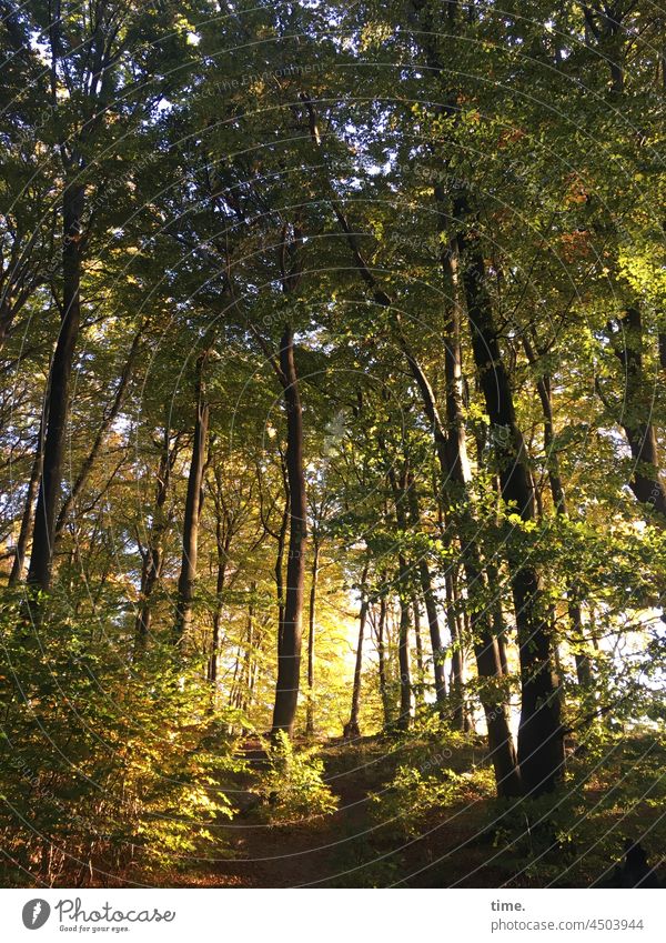 autumnal Forest trees Tree Beech tree Autumn sunny flooded with light Nature National Park forest path autumn colours Tree trunk golden october