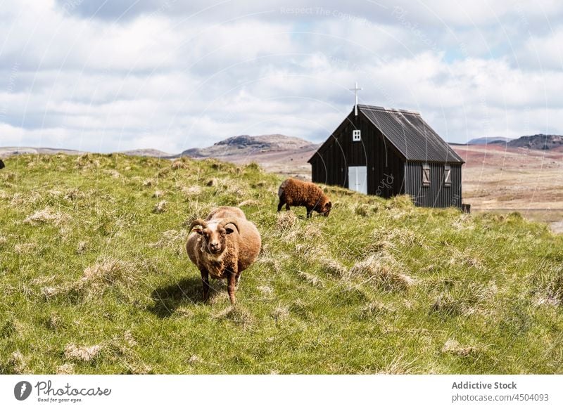 Sheep grazing near black wooden church in countryside sheep pasture animal field grass nature graze religion iceland rural cross village farm environment