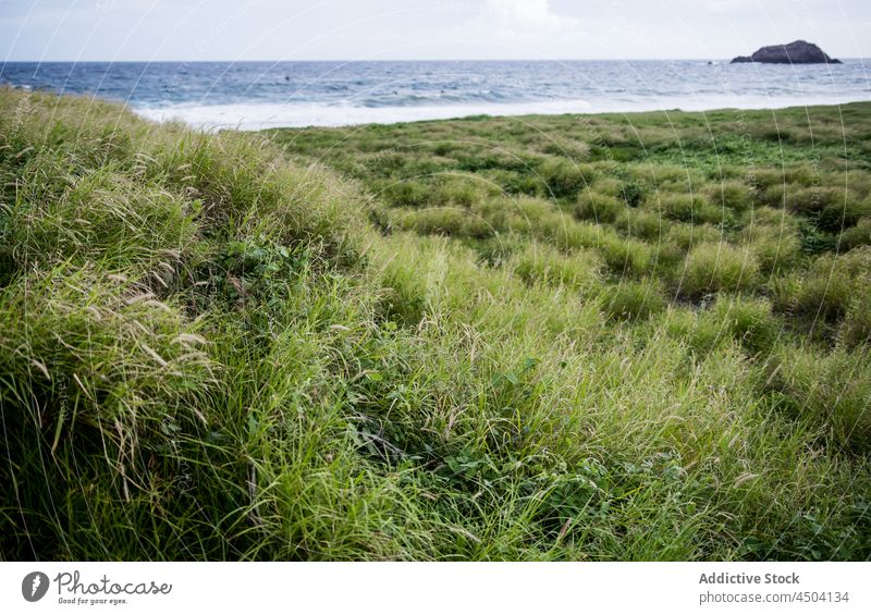 Green shore near sea in daytime ocean landscape nature coast picturesque grass coastline seascape seashore green beach water seaside calm breathtaking shoreline