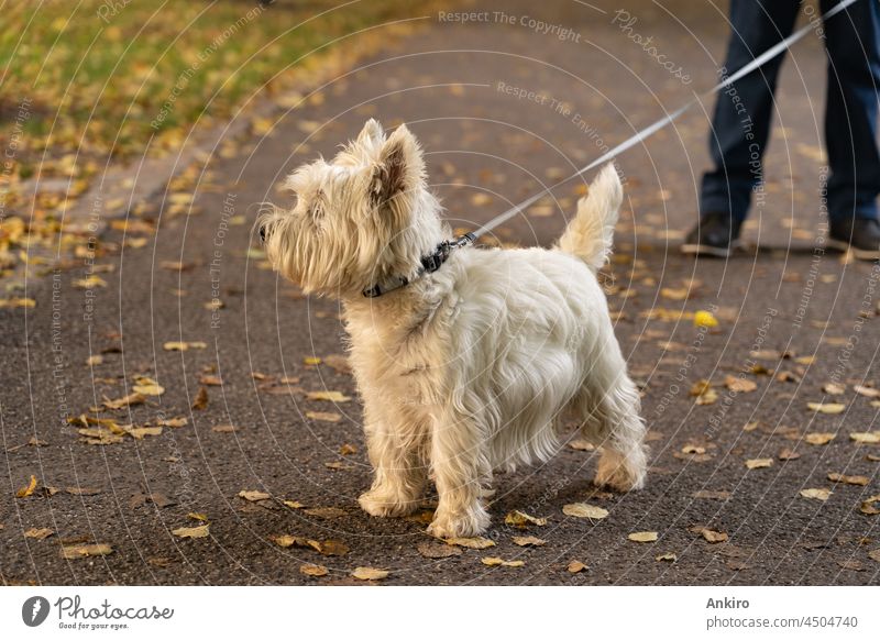 Little cute West Highland White Terrier walking in the evening sunlight animal dog pet westie highland white terrier outside sunset leash breed white dog