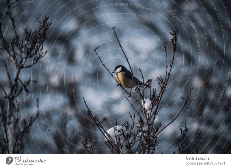 great tit on leafless weigela florida branch in cold winter day abstract animal background beautiful beauty bird birdwatching blue closeup color colorful cute