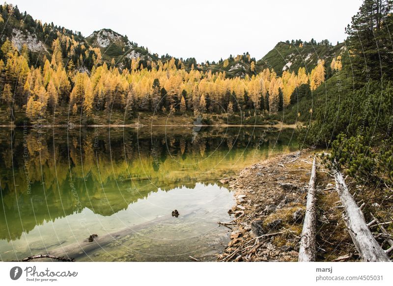 Autumn atmosphere at the Grafenbergsee Reflection Multicoloured Lake Lakeside Forest Hiking Mountain Nature Landscape Trip Larch Adventure Vacation & Travel