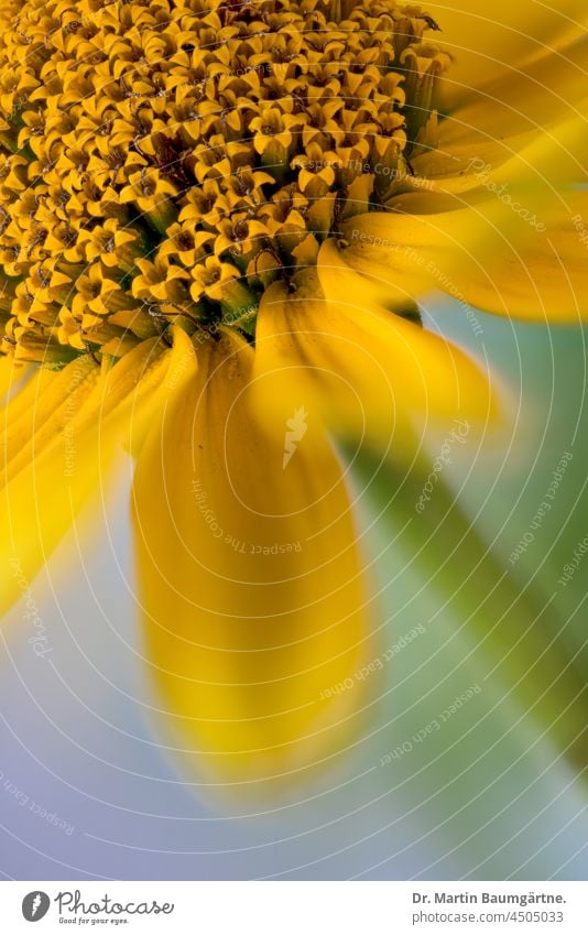 Inflorescence of Heliopsis helianthoides from North America; sun eye inflorescence blossoms Sunny Eye Garden Sun Eye asteraceae Compositae Plant shrub enduring