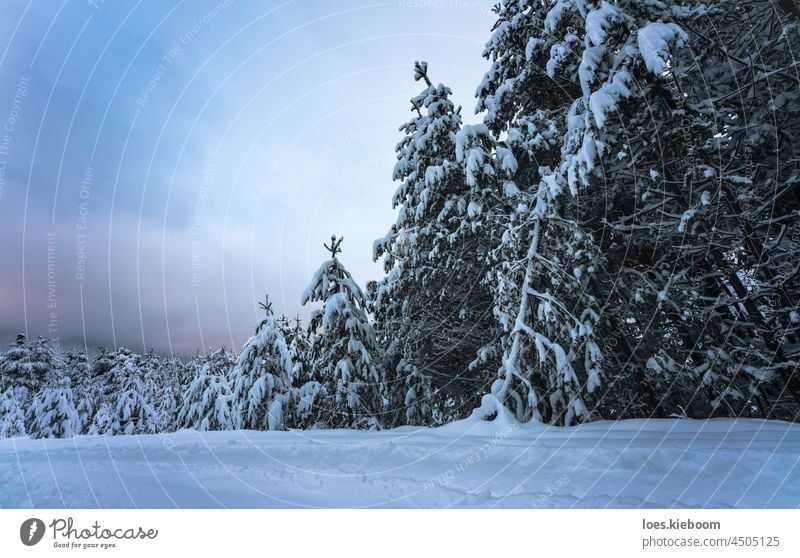 Snow covered fir trees in winter landscape, Wildermieming, TIrol, Austria snow nature sunset cold tirol forest dusk white alps frozen snowfall frost alpine