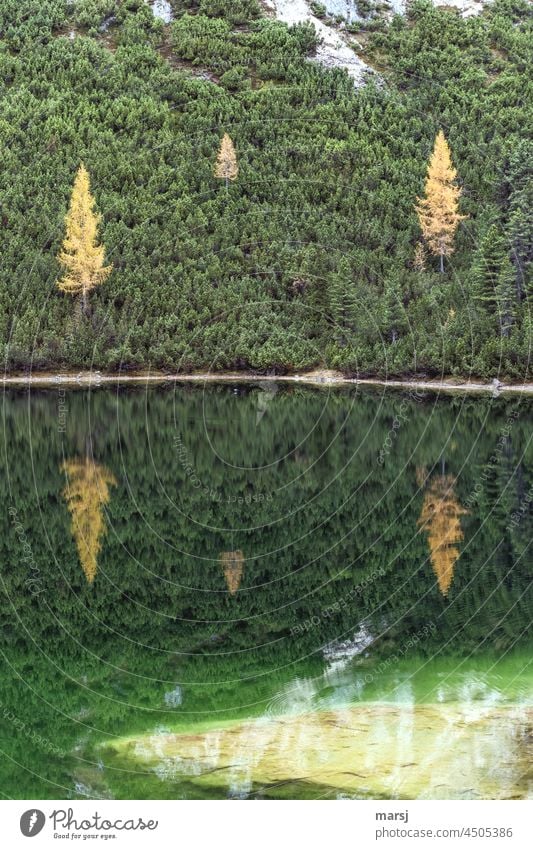 Three larches, mountain pines and their reflection in a pure and very clear mountain lake. Larch Autumn Nature Lake Autumnal Illuminate Reflection