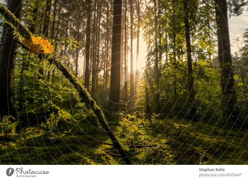 Bright sun is shining into the forest with a special heart shape in a leaf as concept for the love of the autumnal season. idyllic romance calm recreation sunny