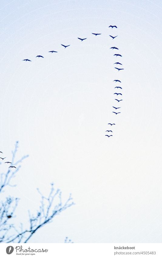 cranes Cranes Flying Bird Wild animal Sky bird migration Migratory bird Formation flying Migratory birds Freedom Autumn Flock of birds