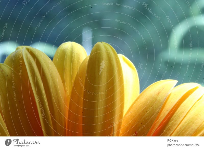 yellow Gerbera V Yellow Green Flower Window Poetic Light Romance Row Orange Macro (Extreme close-up) Sun Colour Nature