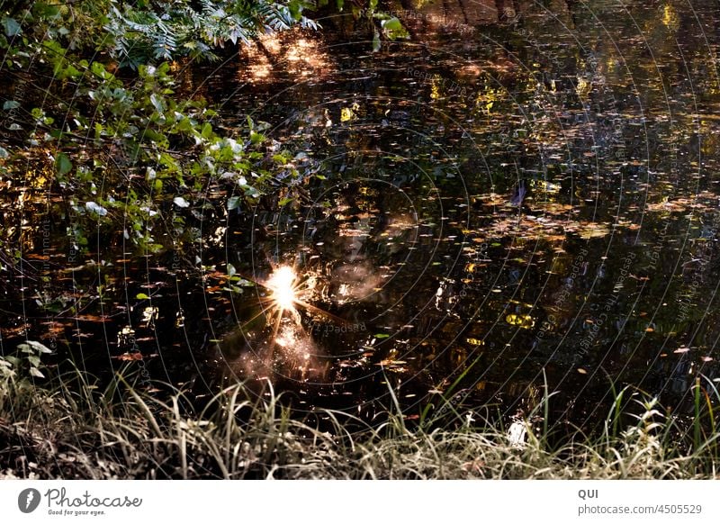 Still Water Pond solar star sparkle Autumn Visual spectacle morning sun tranquillity relaxation reflection Dark pond Nature reflexes Deserted Relaxation Idyll