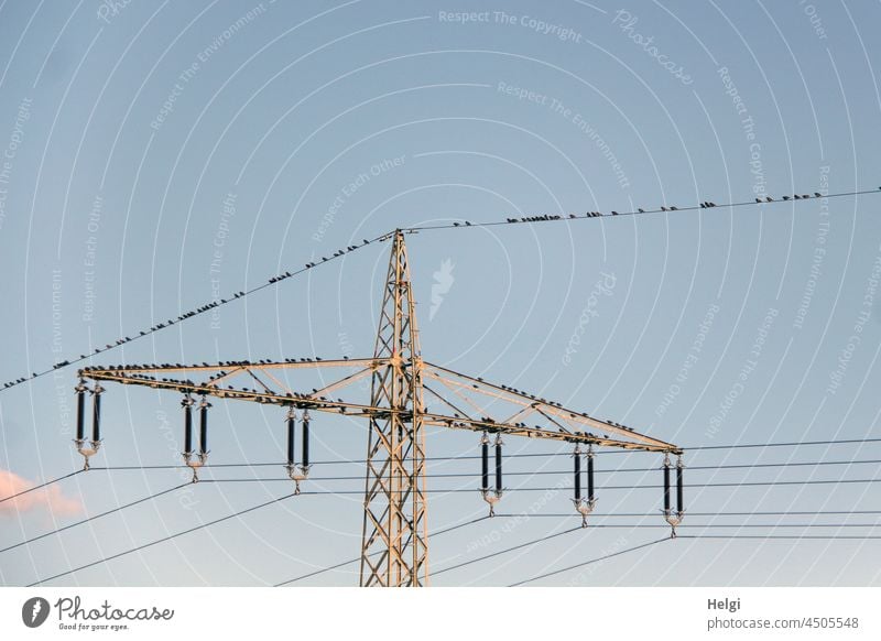 Starlings - many starlings roost in the evening sun on power pylons and power lines birds Migratory birds Stare Many Electricity pylon Power lines power supply