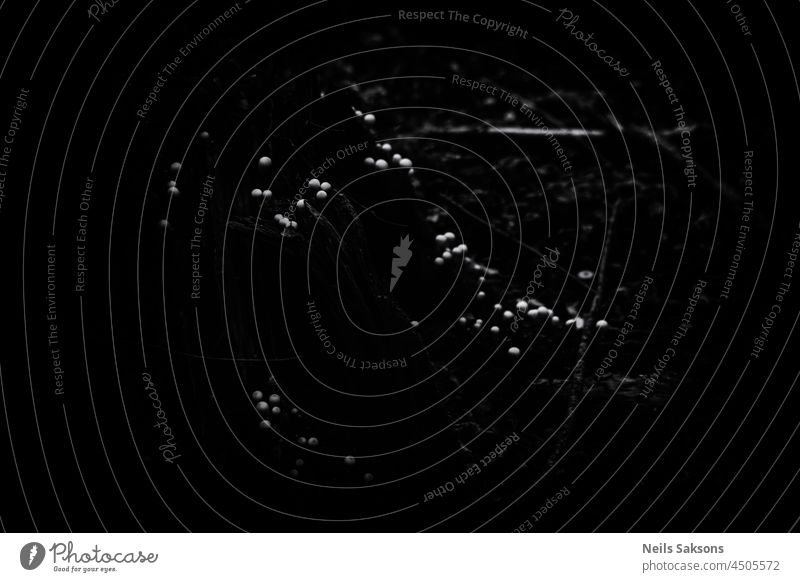 black background with white small puffball mushrooms abstract autumn close-up closeup connection contemporary dark design edible mushroom frame fry full fungi