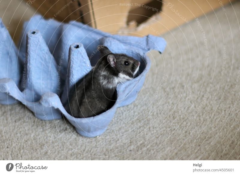 Black Silvie - black and white dwarf hamster sits in a blue egg carton Animal Hamster Pygmy Hamster Small Cute Cardboard Eggs cardboard floor Carpet Sit look