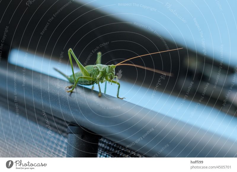 green grasshopper on a camping chair Dryland grasshopper Locust Great green bushcricket Insect Feeler Animal Green Bilious green haystack House cricket Locusts