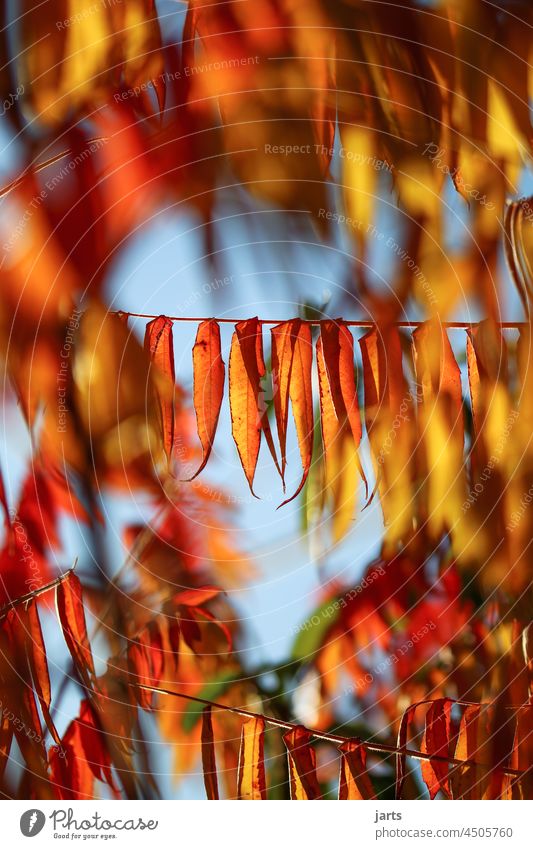 autumn curtain Autumn leaves variegated Depth of field Drape Nature Autumnal Autumnal colours Leaf Colour photo Exterior shot Seasons autumn mood