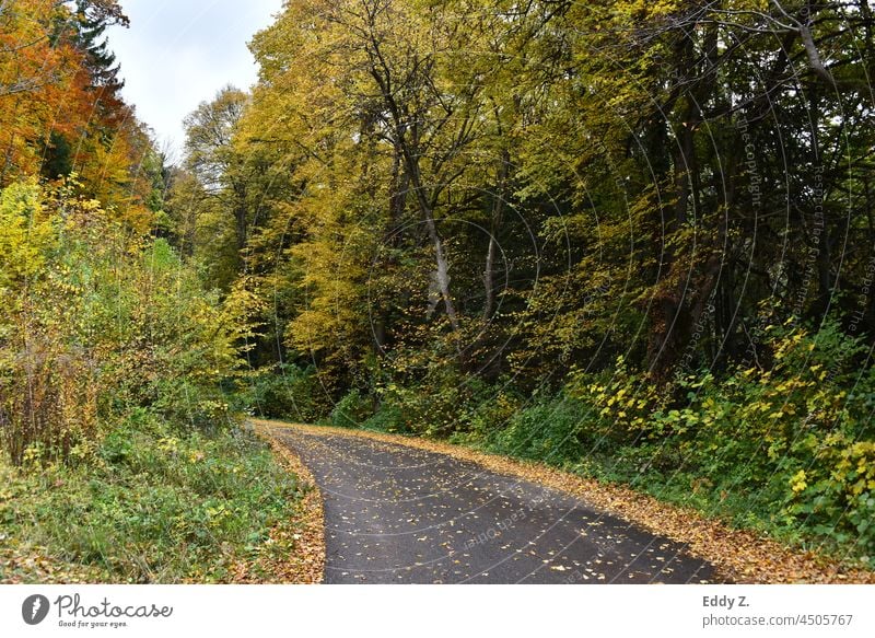 Road in autumn forest. Roadway with autumn leaves on the road surface. Street Autumn Automn wood Season out Pavement Slippery surface Transport Autumnal