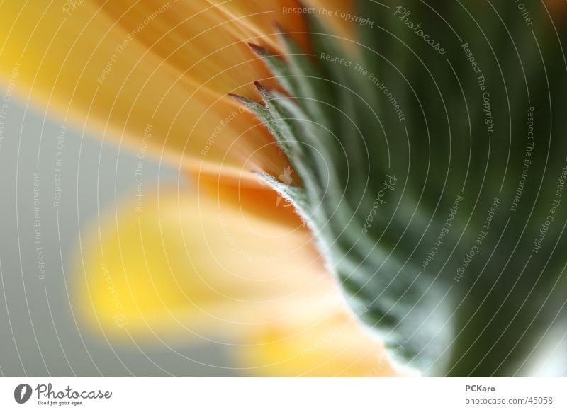 yellow Gerbera II Yellow Green Flower Window Poetic Light Romance Row Orange Macro (Extreme close-up) Sun Colour Nature