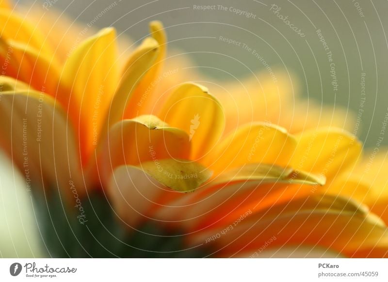 flower I Yellow Green Gerbera Flower Window Poetic Light Romance Row Orange Macro (Extreme close-up) Sun Colour Nature