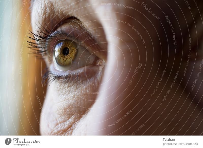 Macro shot of brown female eye . Close up of woman eye cool cosmetics eyeball eyebrow eyelash eyesight glamour horizontal human iris makeup moving open ornate