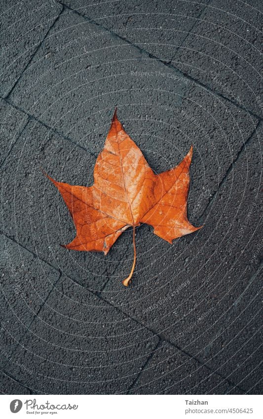 Close up view of an orange autumn leaf on a dark ground Leaf Autumn Colorful Fall Ground Fallen Season November foliage october seasonal nature maple dry Nature