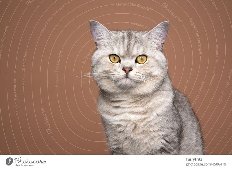 fluffy silver shaded british shorthair cat portrait on brown background purebred cat pets yellow eyes fur feline cute young cat studio shot indoors