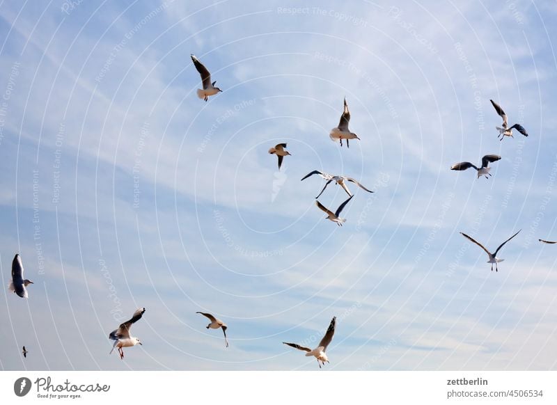 gulls Baabe Baltic region Bodden holidays Big Zicker goehren autumn holidays autumn vacation Little Zicker coast coasts Meck-Pomm Mecklenburg