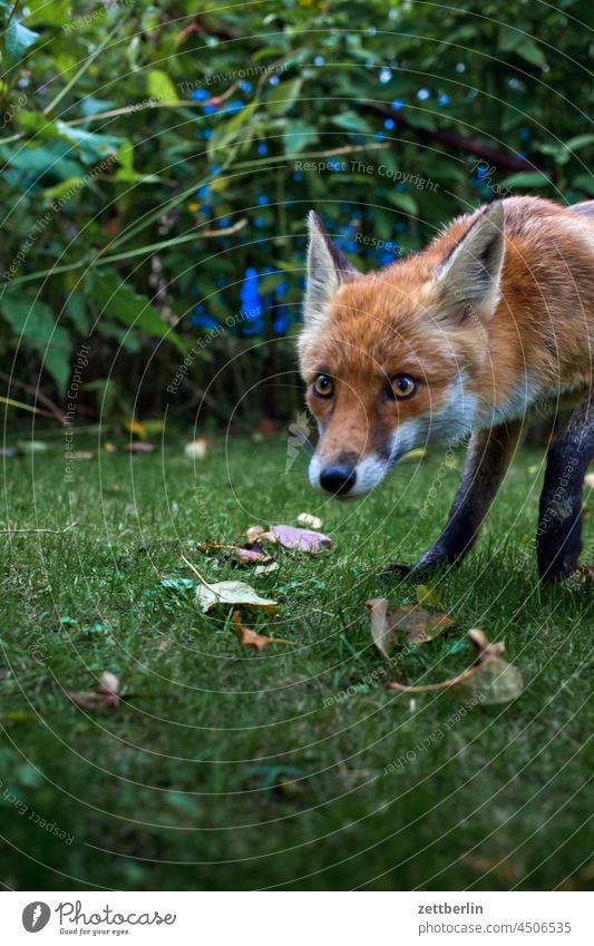 Vulpes vulpes Fox Garden Autumn Curiosity Fur-bearing animal portrait Red fox Animal Rabies rabies vulpes vulpes Wild animal eyes inquisitorial attention