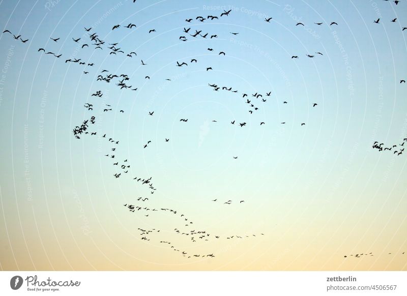 Cranes in Linum Evening Tree Brandenburg Village Dark Twilight geese Sky Landscape Agriculture Rural Nature nature conservation Flock Lake Street Pond