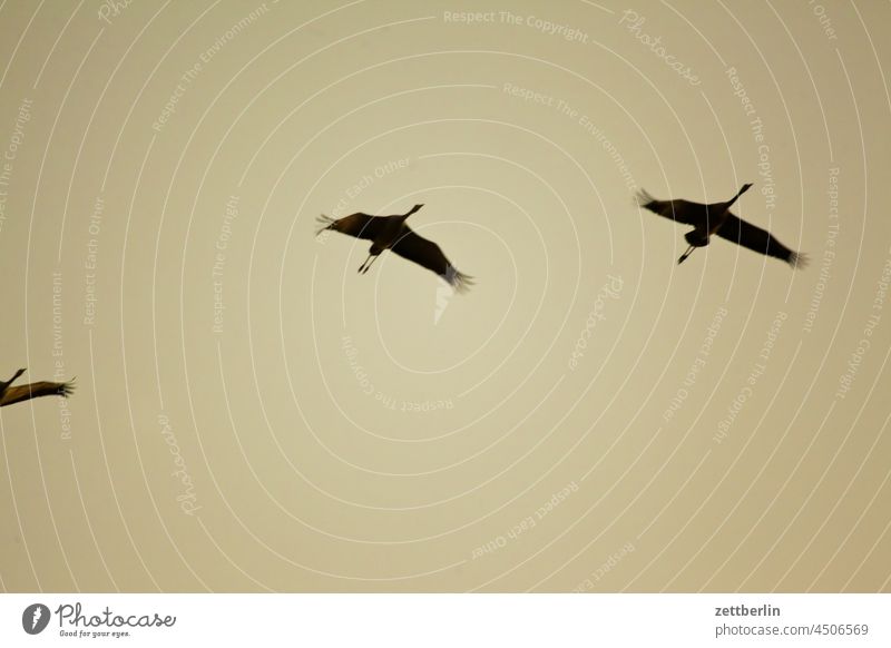 Migratory birds in Linum (cranes) Evening Brandenburg Village Dark Twilight Sky Cranes Landscape Agriculture Rural Nature nature conservation Flock Street Pond