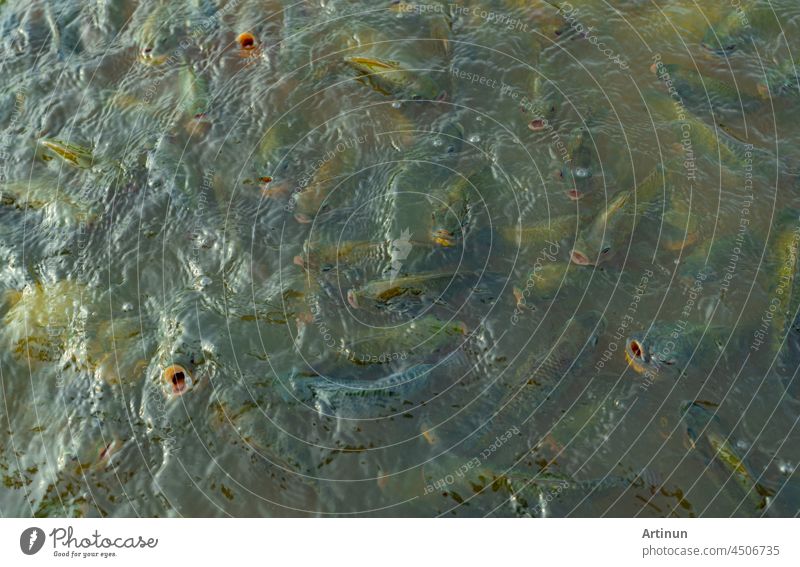 Top view group of Climbing perch fish in farm waiting for food in aquaculture pond at feeding time. Freshwater fish in aquaculture pond. Freshwater fish wait for feeding. Animal feed industry.