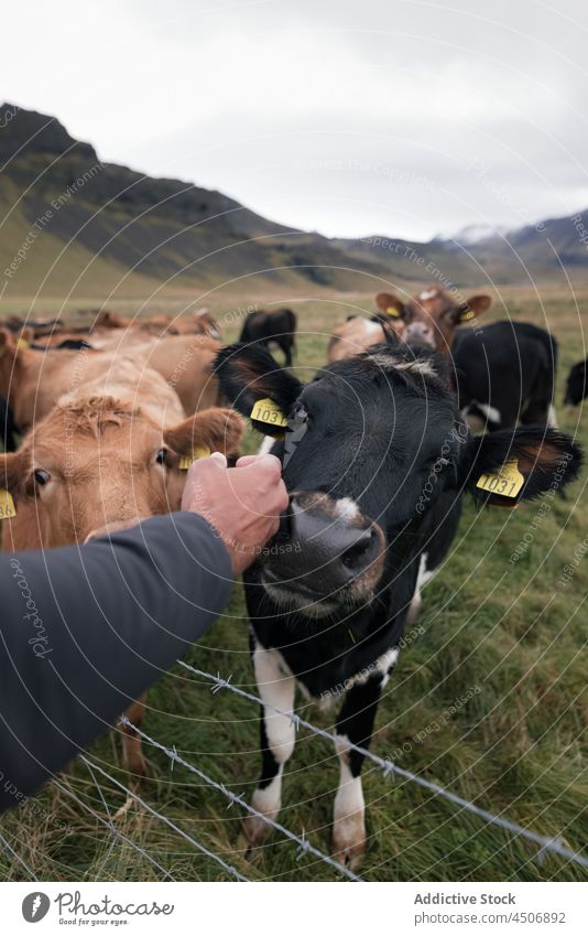 Anonymous man stroking cows pasturing on grassy meadow stroke animal countryside graze pasture traveler nature field valley male hand caress curious livestock