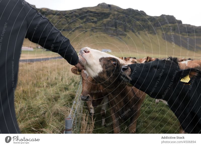 Anonymous man stroking cows pasturing on grassy meadow stroke animal countryside graze pasture traveler nature field valley male hand caress curious livestock