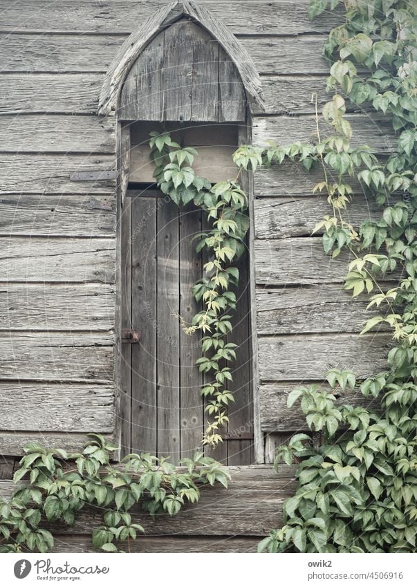 Old wood Church Window Wall (building) Building Ruin Religion and faith Gothic period Grief Plant Autumn Church window Exterior shot Deserted Colour photo