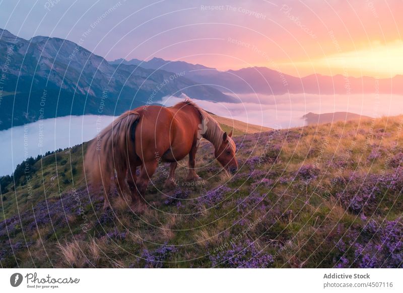 Horse grazing in mountainous area horse graze pasture nature livestock animal rock foal equine summer grass fog mist grassy grassland countryside rural terrain