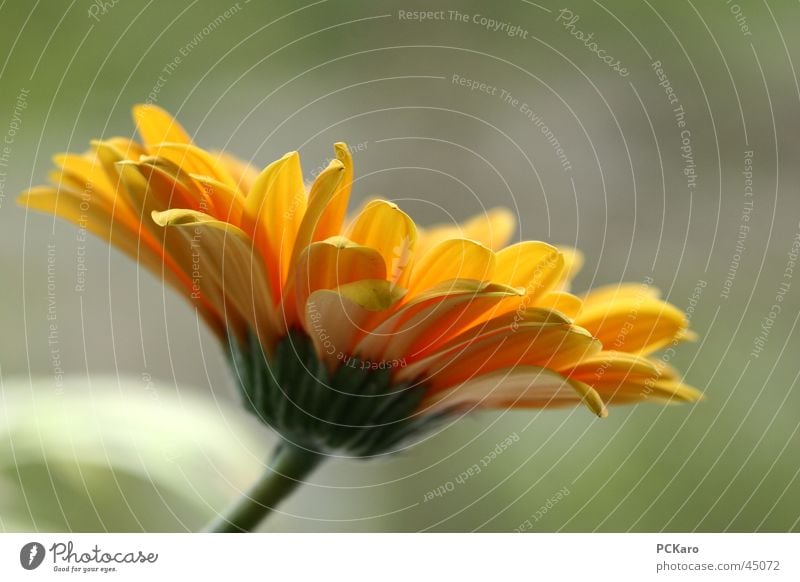 Come here, Blumi. Flower Gerbera Yellow Profile Silhouette Plant Macro (Extreme close-up)