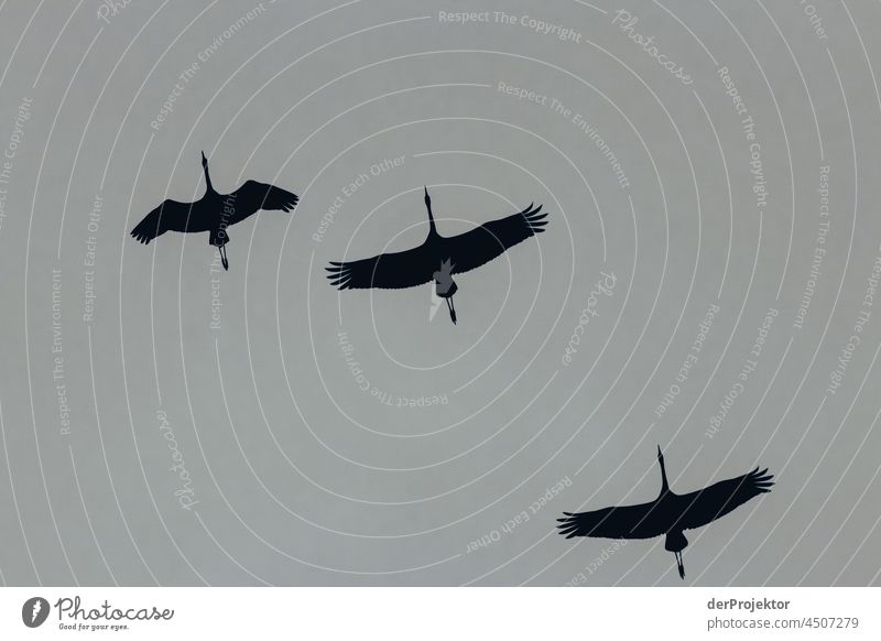 Flying cranes in Brandenburg 2 Looking away Upward Downward Forward Half-profile Profile Full-length Upper body Animal portrait Panorama (View)