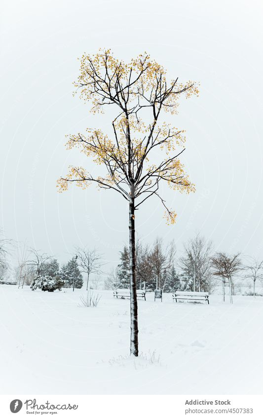 Winter park with leafless tree in town winter snow nature landscape vegetate cold urban botany branch solitude sky city street madrid spain europe wavy thin