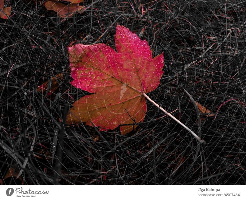 Red autumn maple leaf Leaf Nature Autumn Autumn leaves Autumnal Autumnal colours Autumnal weather autumn mood Colour photo Seasons foliage Automn wood