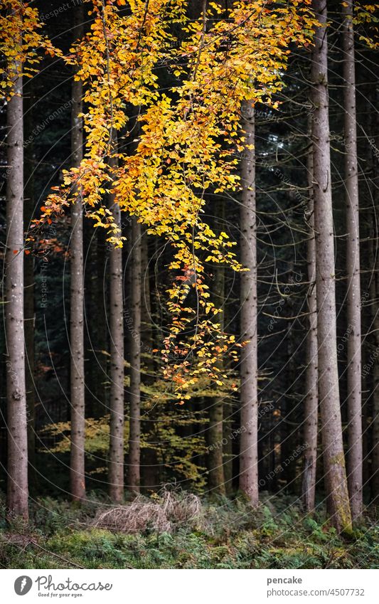 land of milk and honey | golden rain Autumn autumn colours Forest Tree leaves Gold Goldenchain tree Yellow foliage background Luxury colourful