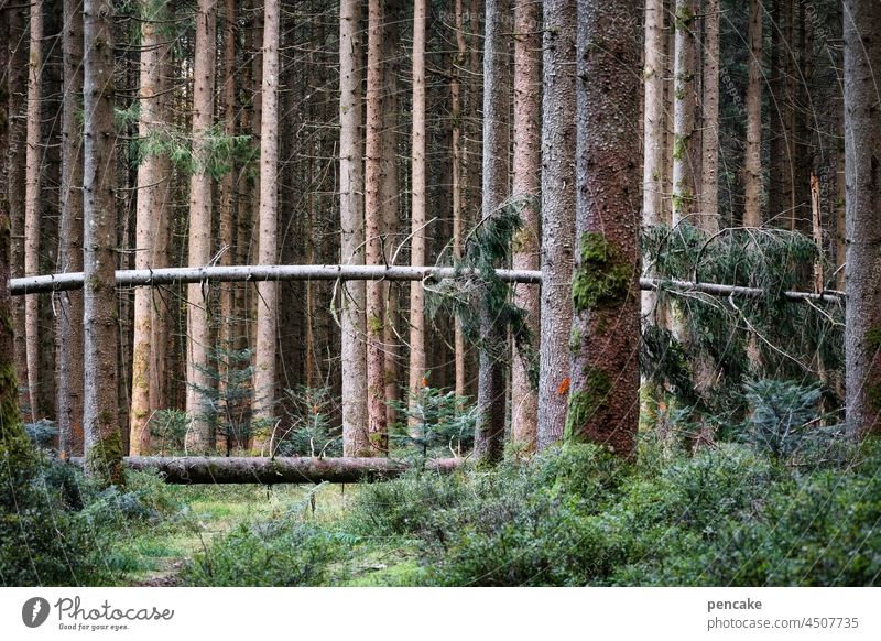 crime scene | ricochet Forest Tree Gale Storm damage Environment Tree trunk Climate change Across Wood ricochets Subversion Fallen fallen