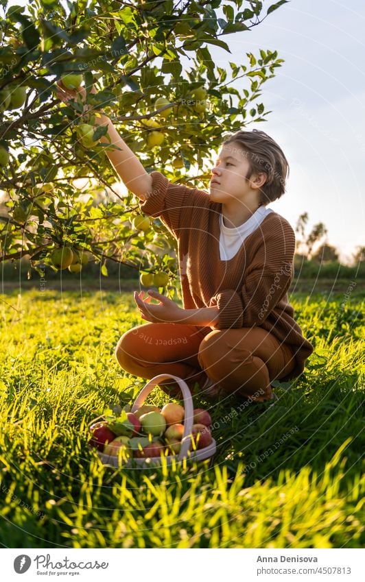 Girl is picking fresh organic apples orchard harvest girl teenager farm hand food autumn garden tree green fruit basket fall UK England British Britain