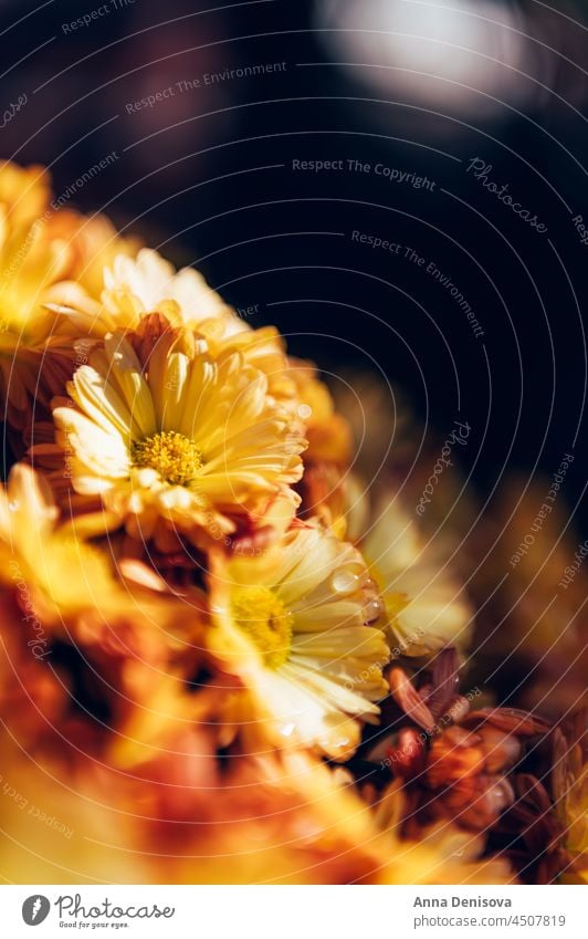 Orange chrysanthemum flowers garden october fall orange autumn floral bouquet nature colorful background yellow blooming texture wallpaper calendar vibrant