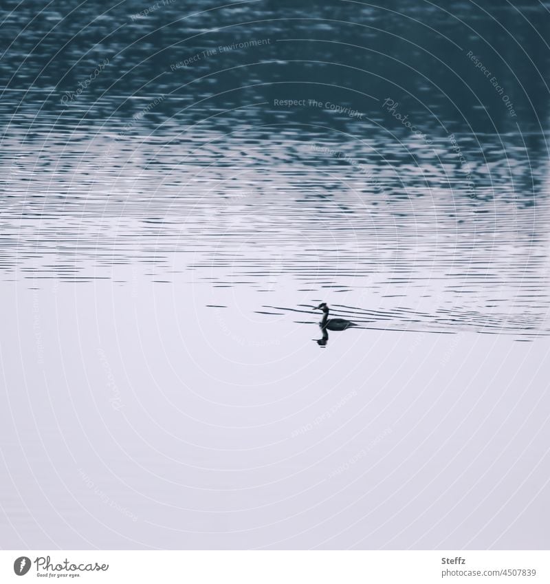 a water bird in the twilight silent Shadow Lake contours Twilight waterfowl tranquillity dim light Crested grebe shadowy Dim especially Poetic haiku