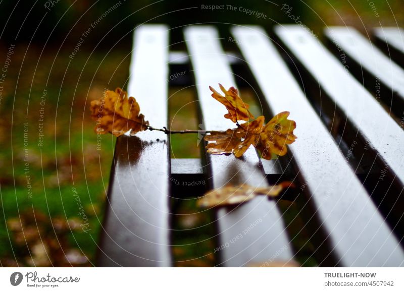 Autumn leaf fallen / A park bench catches it / Pause now Oak branch Twig Oak leaf fallen down Light brown Back-light Illuminate reflection daylight Bench