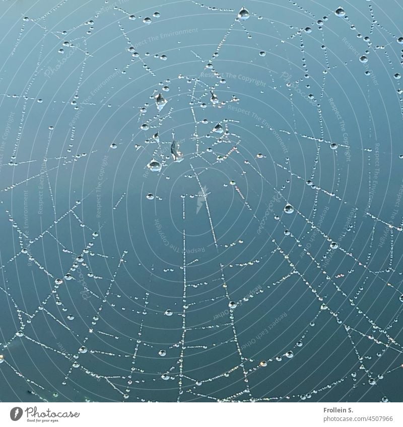 Dew in spider web | No one at home Spider's web Drop Sky Blue pastel shades Damp Exterior shot Close-up Net Drops of water