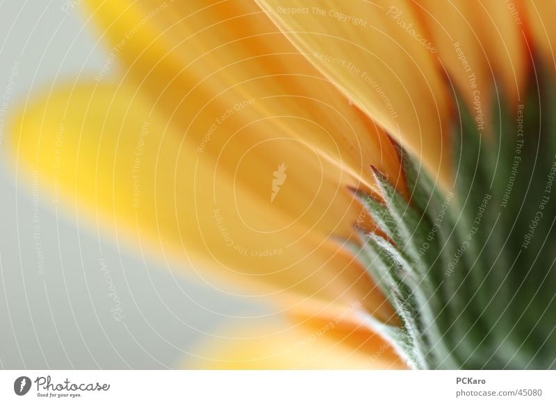 tender. Flower Flower stalk Green Yellow Delicate Gerbera Blossom Soft Romance Macro (Extreme close-up)