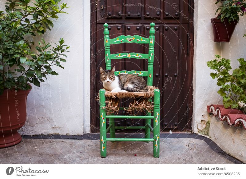 Cat on chair near building cat door entrance pet terrace animal residential domestic plant house feline dwell street cute growth pot vegetate potted adorable