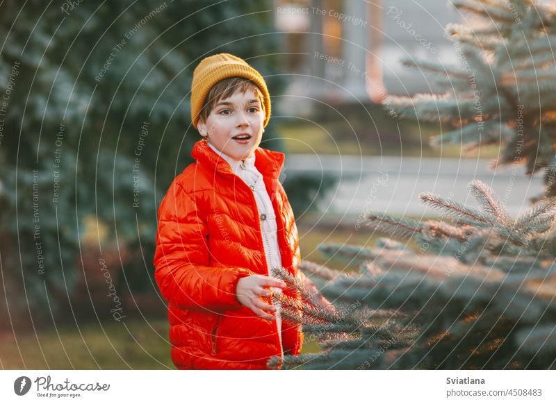 A charming boy walks in the park, happily chooses a Christmas tree for the holiday. The concept of Christmas and New Year selling little christmas tree young