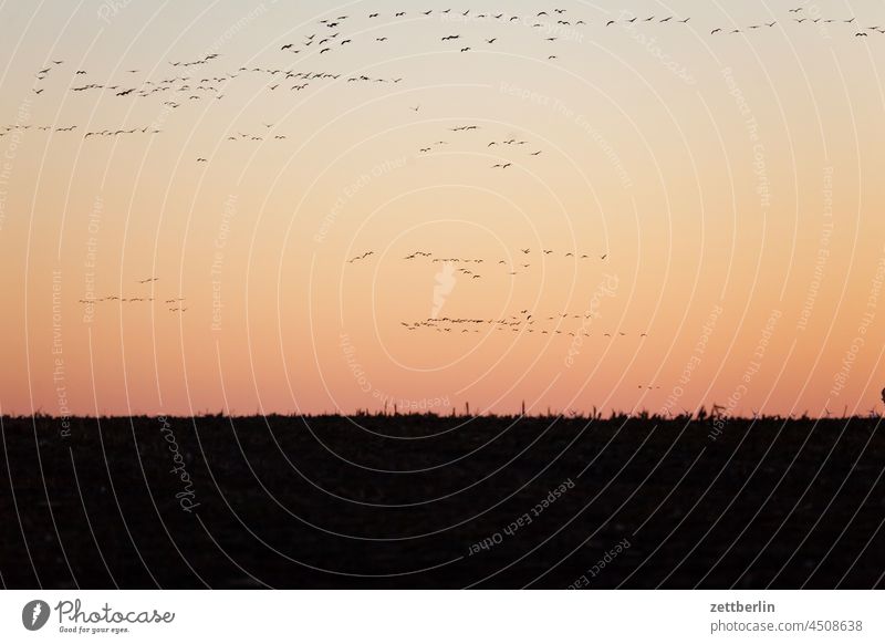 Migratory birds in Linum (cranes) Evening Tree Brandenburg Village Dark Twilight geese Sky Cranes Landscape Agriculture Rural Nature nature conservation Flock