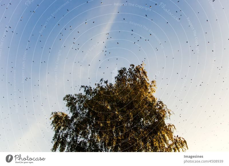 a flock of starlings fly over a birch tree Stare Flock birds Flock of birds Many Bird Freedom Flight of the birds Sky Wild animal Exterior shot Group of animals